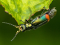 Malachius bipustulatus